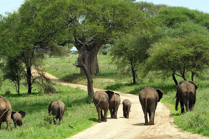 3 days Luxury Safari Tour in Tanzania - How the route feels in real time