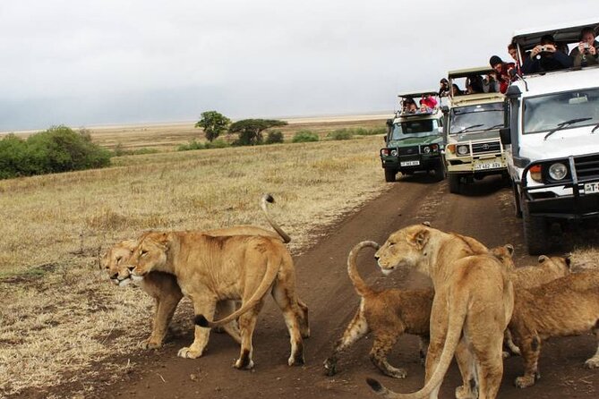3 days Luxury Safari Tour in Tanzania - Who should book this three-day safari?
