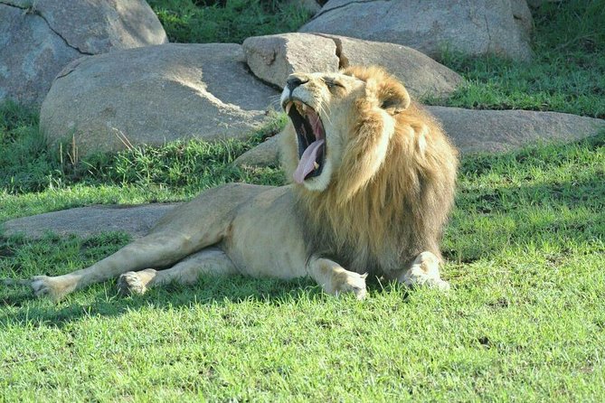 3 Days Luxury Safari - Day 2: Tarangire’s elephants, baobabs, and river tracks