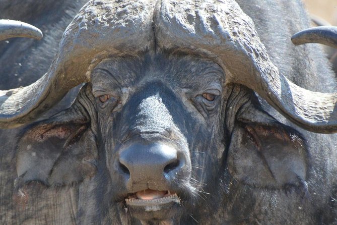 3 Days Mikumi National Park From Zanzibar or Dar es salaam - Why Mikumi works for a short safari