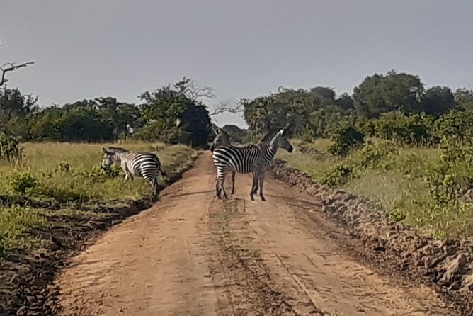 3 Days Mikumi National Park From Zanzibar or Dar es salaam - Wildlife: what you might actually see