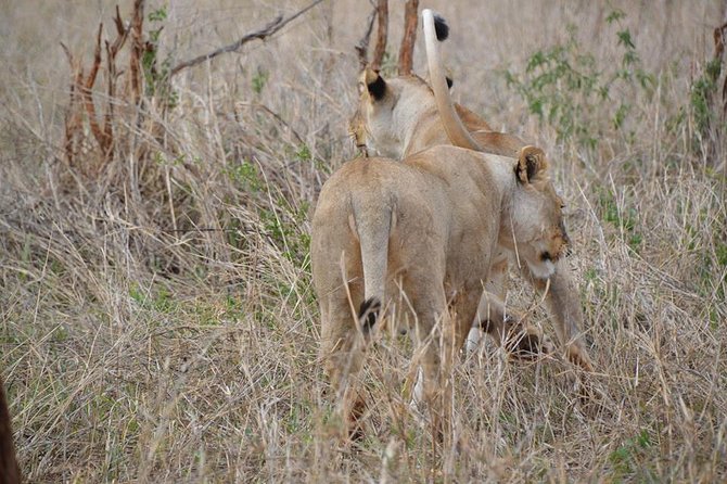 3 Days Mikumi National Park From Zanzibar or Dar es salaam - Practical points before you book