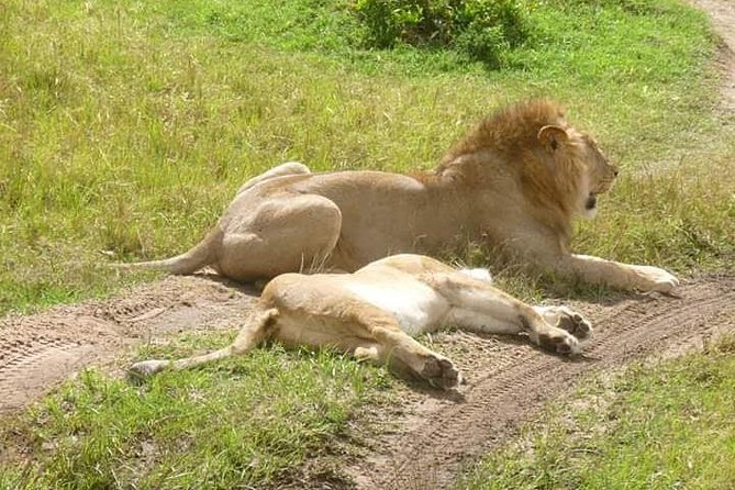 3 Days Mikumi National Park From Zanzibar or Dar es salaam - Who should book this safari