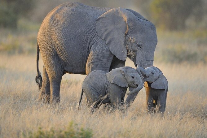 3 Days Nyerere NP [Selous GR] Game, Walking and Boat - Key points to know before booking
