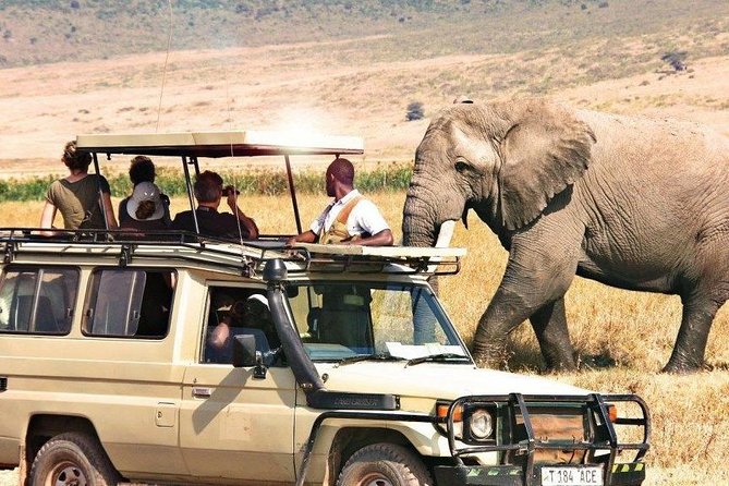 3 Days of Camping Bliss in Serengeti and Ngorongoro Crater - Day 3: Ngorongoro Crater’s compact wildlife world
