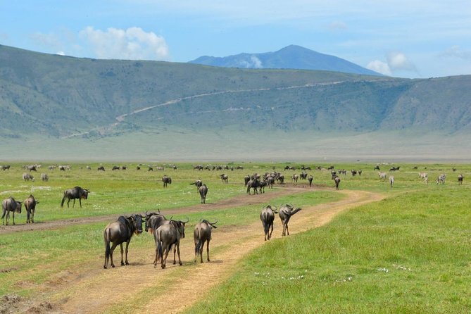 3 Days of Camping Bliss in Serengeti and Ngorongoro Crater - Who should book this safari