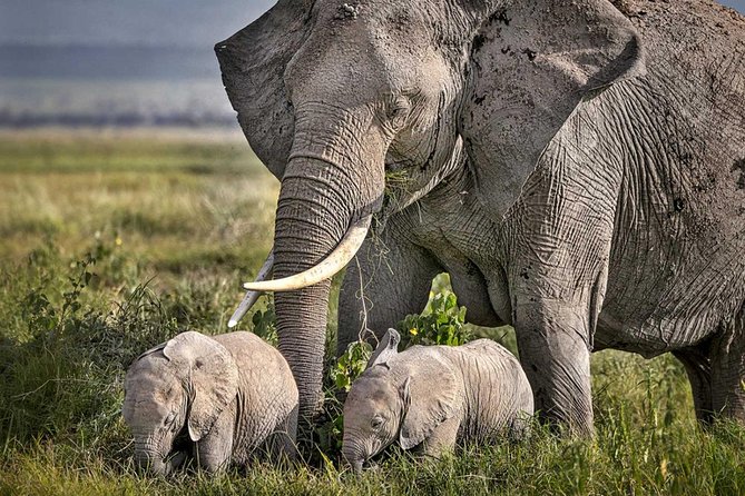 3 Days of Camping Bliss in Serengeti and Ngorongoro Crater - Booking details worth checking