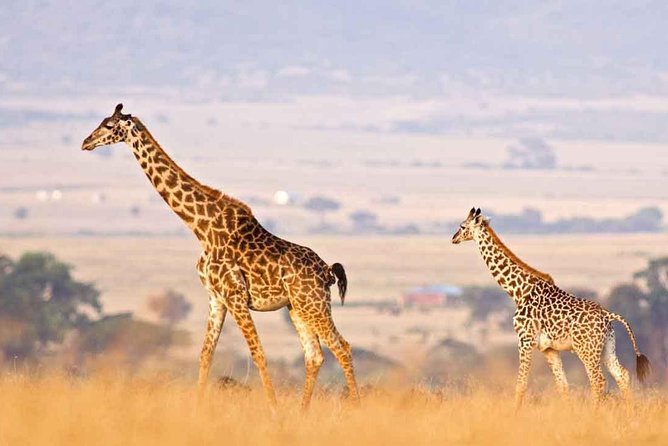 3 Days of Camping Bliss in Serengeti and Ngorongoro Crater - Day 2: A full Serengeti game-drive day