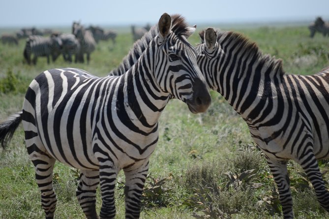 3 Days private safari Tarangire ,Ngorongroro crater &Manyara - Ngorongoro Crater: the day that defines the trip