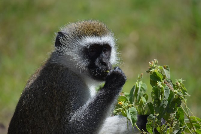 3 Days private safari Tarangire ,Ngorongroro crater &Manyara - Lake Manyara: flamingos, hippos, and a famous lion habit