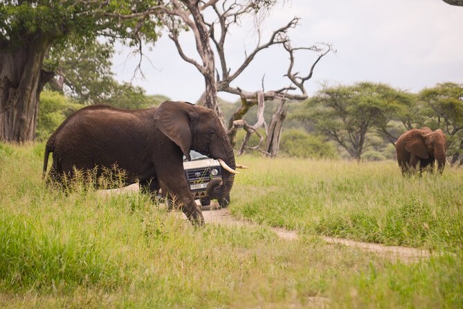 3 Days private safari Tarangire ,Ngorongroro crater &Manyara - The guide can shape the entire safari