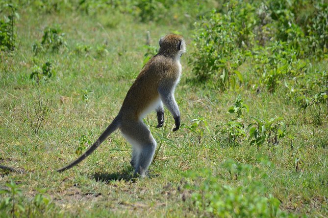 3 Days private safari Tarangire ,Ngorongroro crater &Manyara - Who will enjoy this safari most