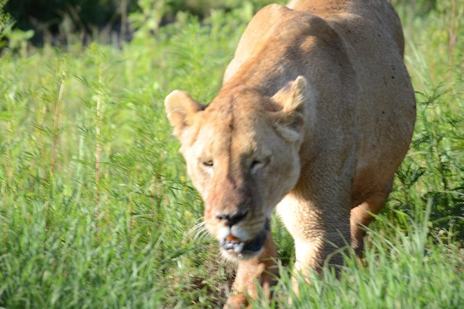 3 Days private safari Tarangire ,Ngorongroro crater &Manyara - Should you book the three-day circuit?