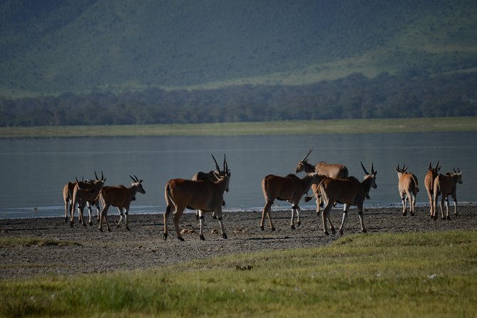 3 Days private safari Tarangire ,Ngorongroro crater &Manyara - Tarangire: elephants beneath ancient baobabs