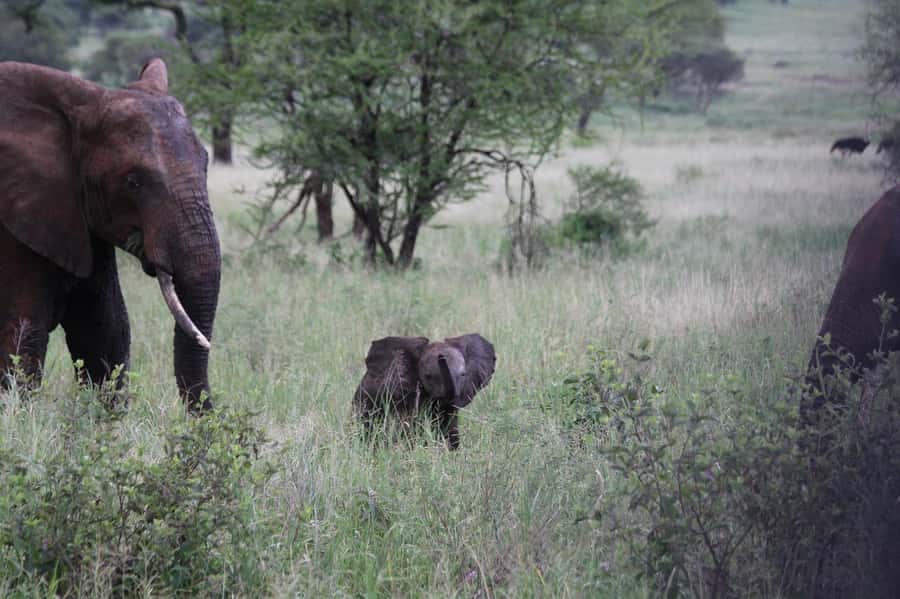 3-Days safari adventure to Mikumi N. Park from Dar-es-Salaam - Day two: a full game drive through Mikumi