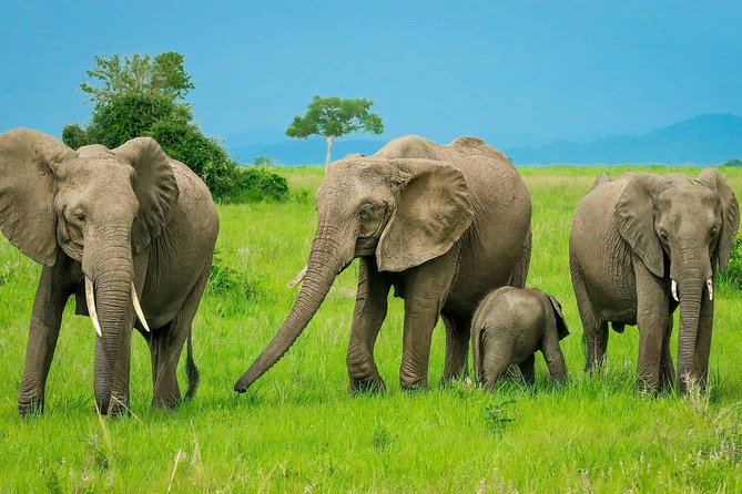 3 Days Safari at Mikumi National Park Southern circuit of Tanzania - Day 2: The best chance for an early lion sighting