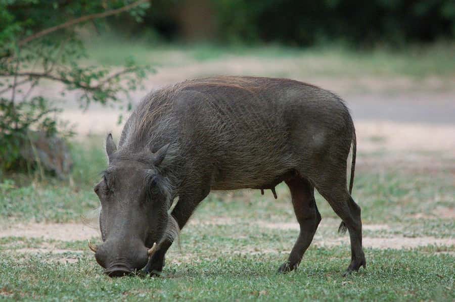 3-days safari from Dar-es-Salaam to Mikumi National Park - Key points to know before booking