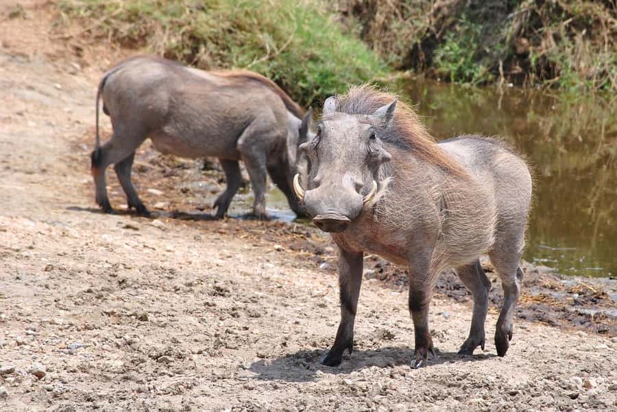 3-days safari from Dar-es-Salaam to Mikumi National Park - Day 3: Returning to Dar es Salaam