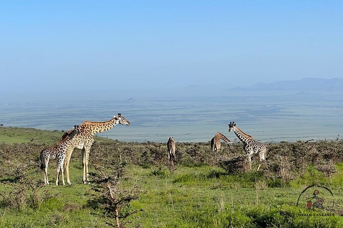 3 days safari in North- Ngorongoro, Tarangire, Mt. Oldeani - Day 2: The long climb on Mount Oldeani