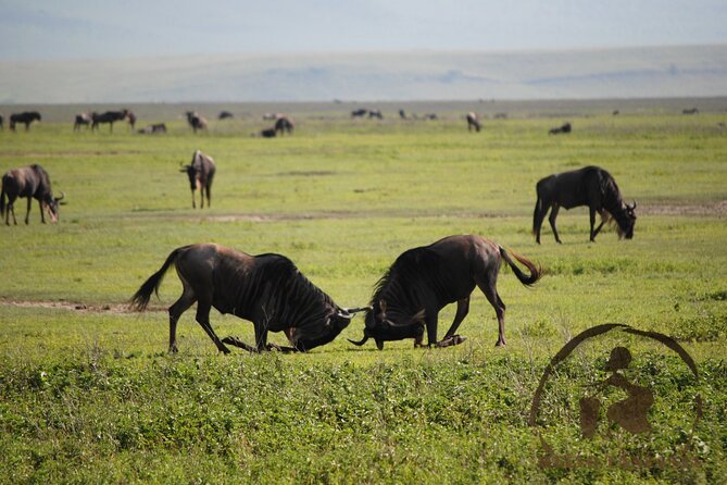 3 days safari in North- Ngorongoro, Tarangire, Mt. Oldeani - Day 3: Tarangire and the elephant country