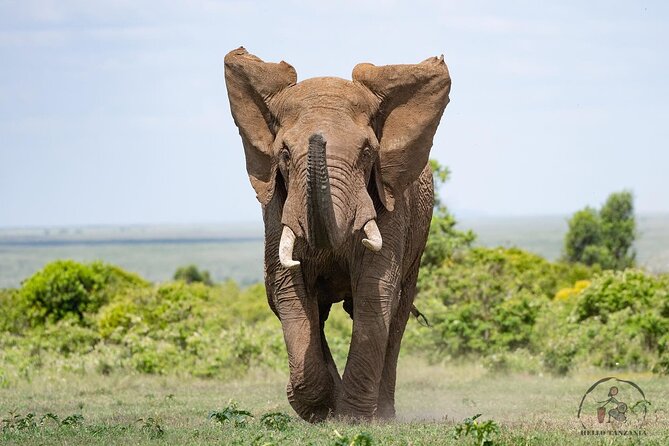 3 days safari in North- Ngorongoro, Tarangire, Mt. Oldeani - Guides, organization, and communication