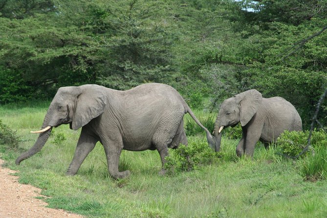 3 Days Safari - Mikumi National Park - What makes Mikumi worth three days