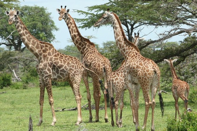 3 Days Safari - Mikumi National Park - The early morning drive on day three