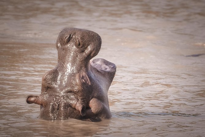 3 Days Safari - Mikumi National Park - Wildlife expectations without false promises