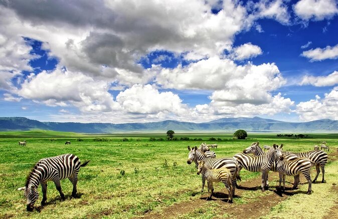 3 Days Safari Ngorongoro Crater and Serengeti National Park - Key points at a glance
