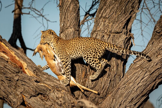 3 Days Safari Serengeti & Ngorongoro Crater - The optional Maasai village visit