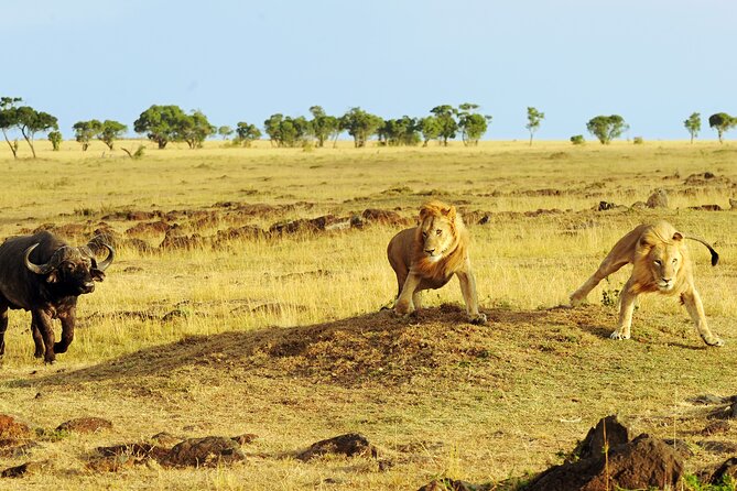 3 Days Safari Serengeti & Ngorongoro Crater - What camping is really like on this safari