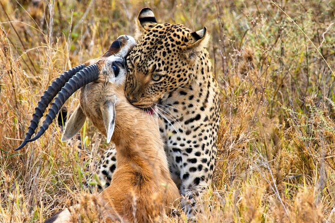 3 Days Safari Serengeti & Ngorongoro Crater - The $750 price: good value, with clear tradeoffs