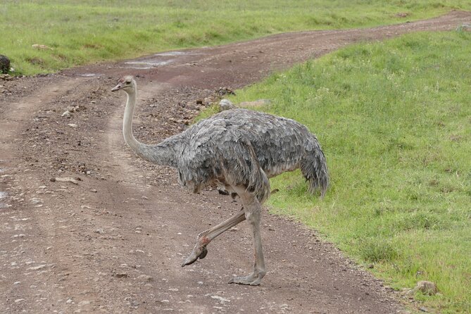 3 Days Safari Serengeti & Ngorongoro Crater - Small groups and the guide relationship