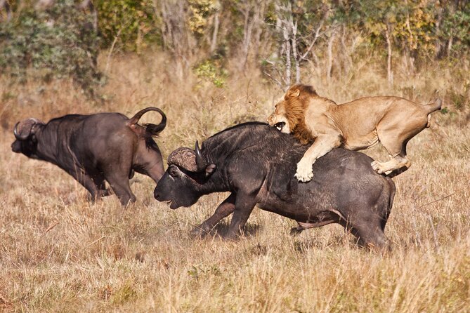 3 Days Safari Serengeti & Ngorongoro Crater - Serengeti game drives: where the safari earns its keep