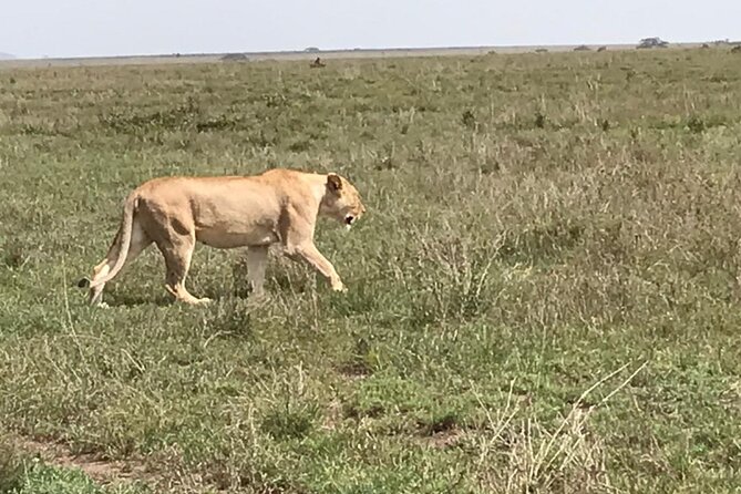 3 Days Safari Serengeti NP and Ngorongoro Crater - Leaving Arusha for Serengeti National Park