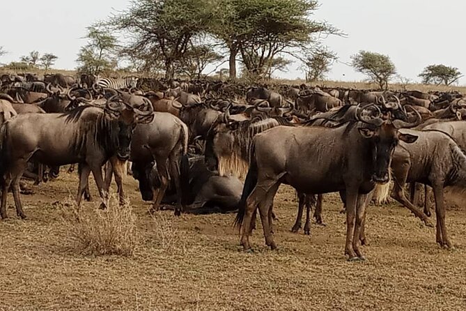 3 Days Safari Serengeti NP and Ngorongoro Crater - Crossing to Ngorongoro Conservation Area