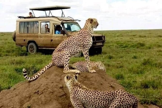 3 Days Safari Serengeti NP and Ngorongoro Crater - Six hours on the Ngorongoro Crater floor