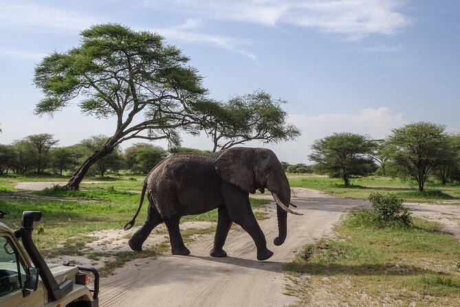 3 Days Safari Serengeti NP and Ngorongoro Crater - The guide, cook, and small-group setup