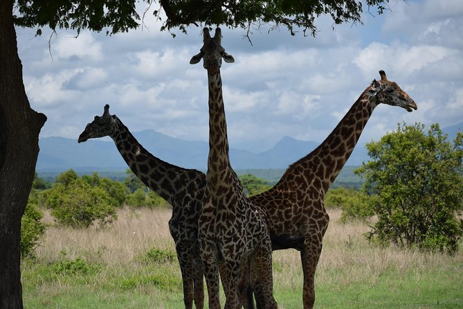 3 days safari to Mikumi and Udzungwa - Key points at a glance