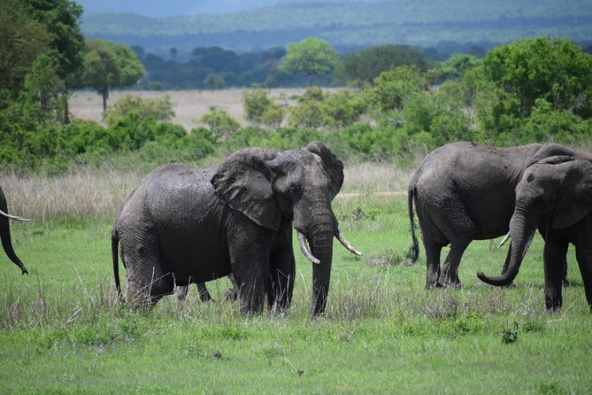 3 days safari to Mikumi and Udzungwa - Why Mikumi and Udzungwa work well together