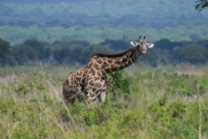 3 days safari to Mikumi and Udzungwa - Day 2: A full Mikumi game-viewing day