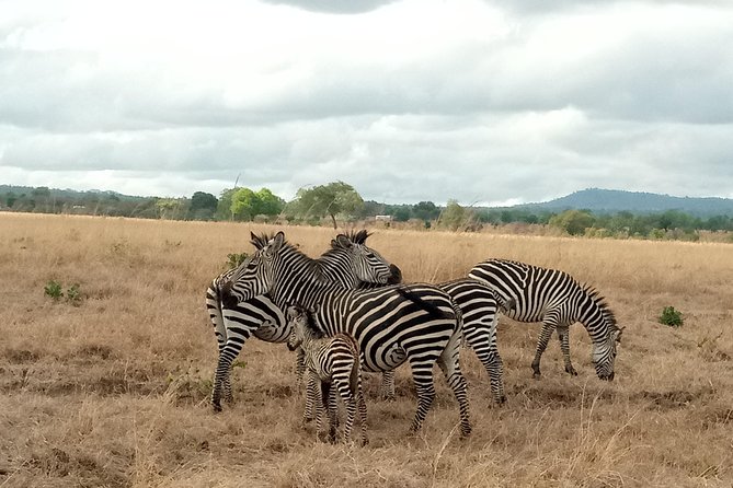 3 Days Safari to Mikumi NP - Accommodation Inside the Park - Key points to know before booking