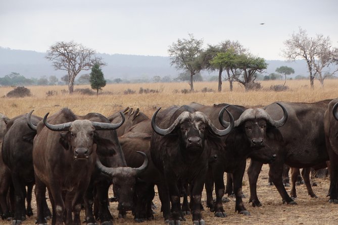 3 Days Safari to Mikumi NP - Accommodation Inside the Park - Accommodation inside the park versus outside