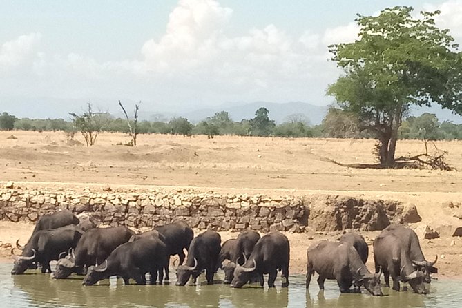 3 Days Safari to Mikumi NP - Accommodation Inside the Park - The $825 price and what it covers