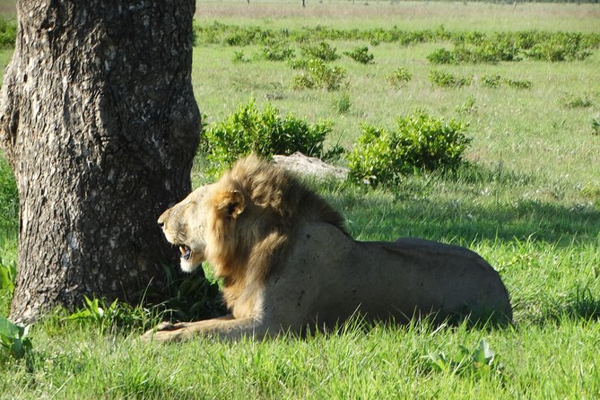 3 Days Safari to Mikumi NP - Accommodation Inside the Park - Day one: the long road from Dar es Salaam to the park