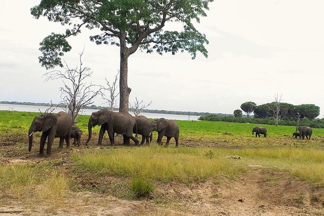 3 Days Safari to Nyerere National Park (Selous Game Reserve) - Why Nyerere works for a short safari from Dar es Salaam