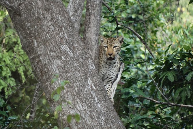 3 Days Safari to Nyerere National Park (Selous Game Reserve) - Day one: the road from Dar es Salaam to the Rufiji River