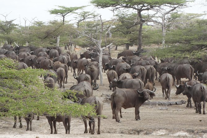 3 Days Safari to Nyerere National Park (Selous Game Reserve) - Day three: a long return to Dar es Salaam