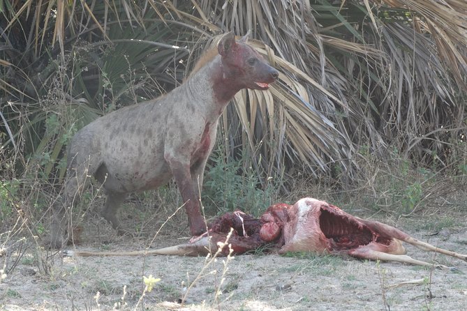 3 Days Safari to Nyerere National Park (Selous Game Reserve) - Lodge comfort and meals