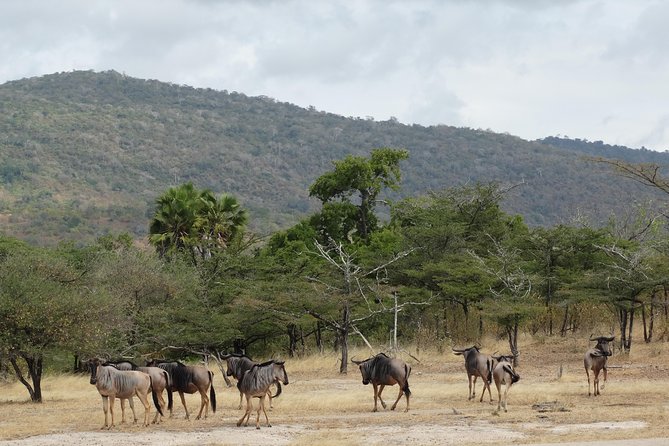 3 Days Safari to Nyerere National Park (Selous Game Reserve) - What the organization seems to do well